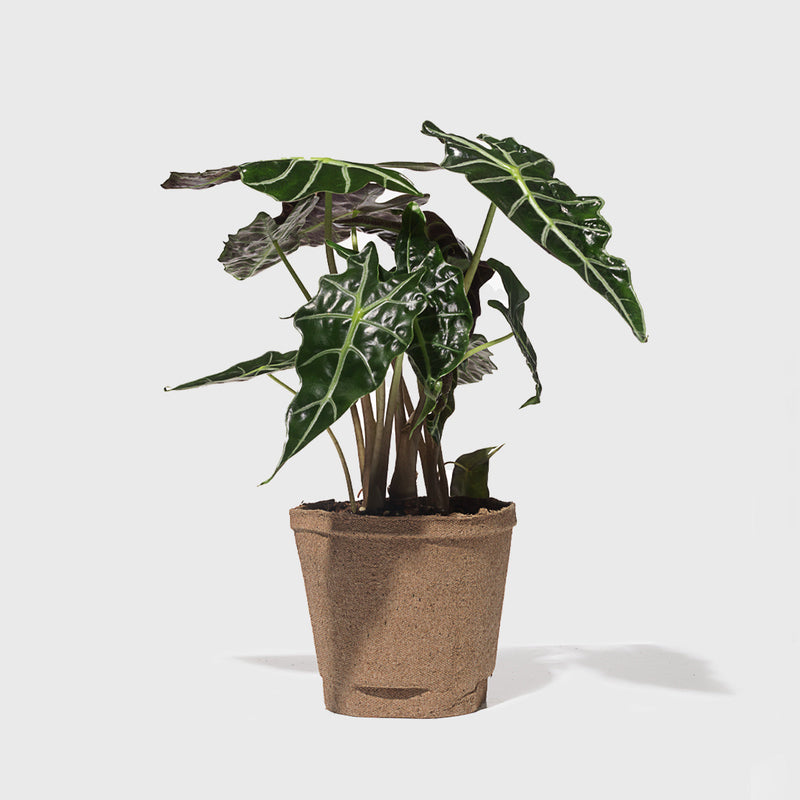 Public Goods Alocasia African Mask 6"