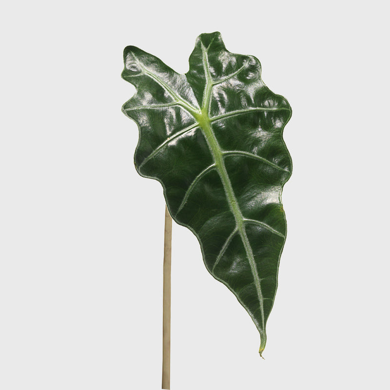 Public Goods Alocasia African Mask 6"