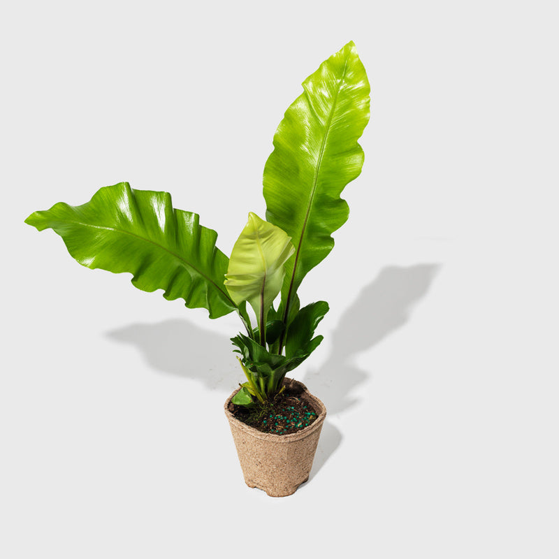 House Plant Dropship Indoor Plants Bird's Nest Nidus Fern 4"