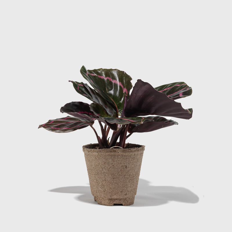 Public Goods Calathea Dottie 4"