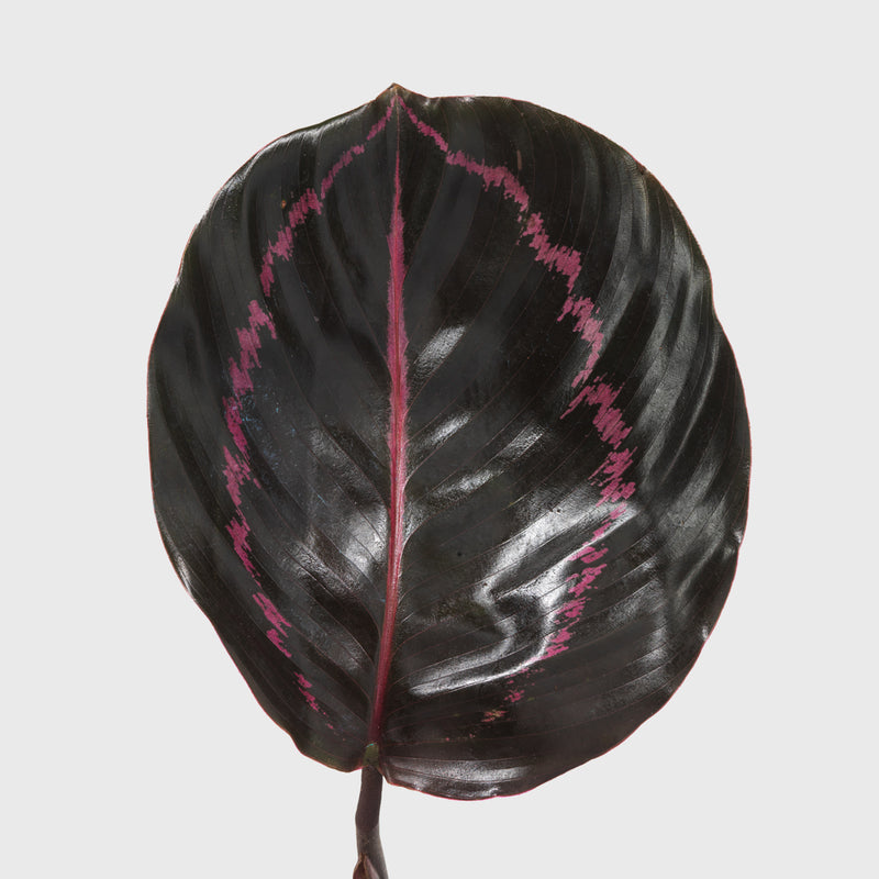 Public Goods Calathea Dottie 4"