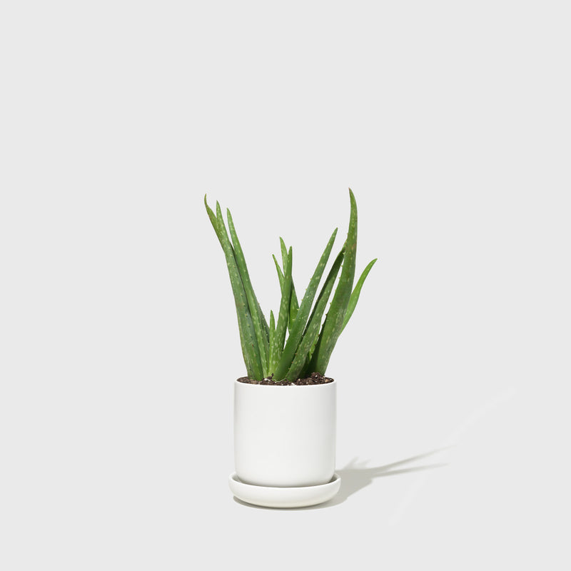 Public Goods Planter (Small)