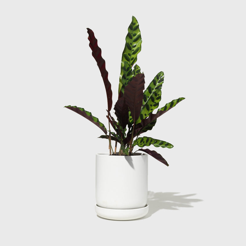 Public Goods Medium Planter