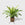 Public Goods Lemon Lime Dracaena 6