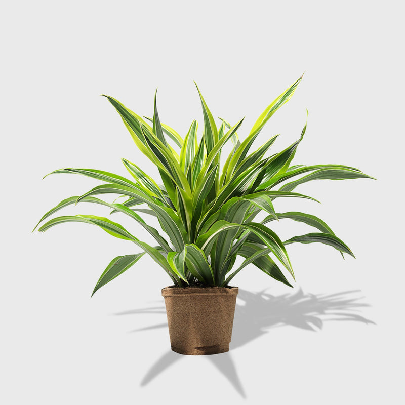 Public Goods Lemon Lime Dracaena 6"