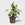 Public Goods Houseplants Variegated Rubber Plant 8