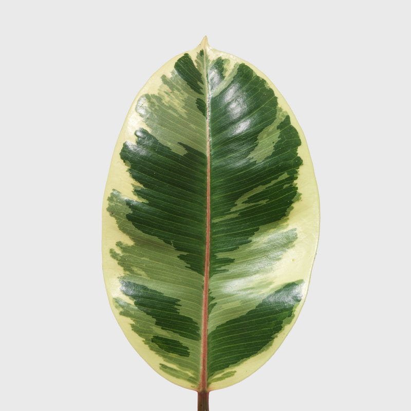 Public Goods Houseplants Variegated Rubber Plant 8"