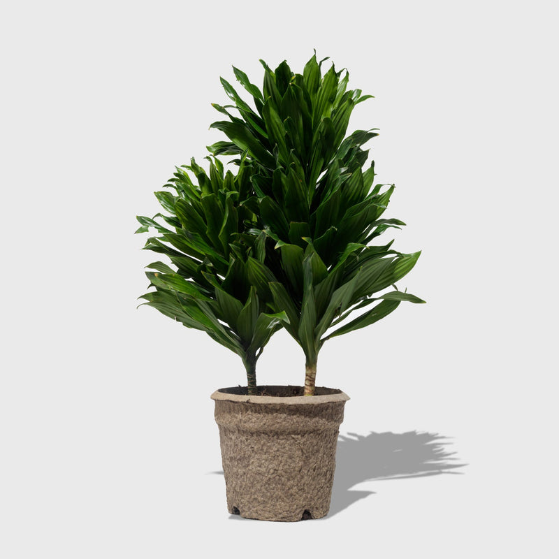 Public Goods Houseplants Dracaena Janet Craig 8"