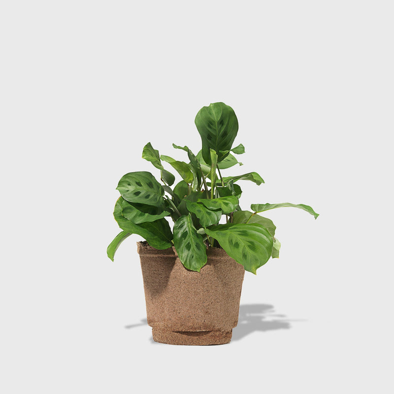 Public Goods Prayer Plant 6"