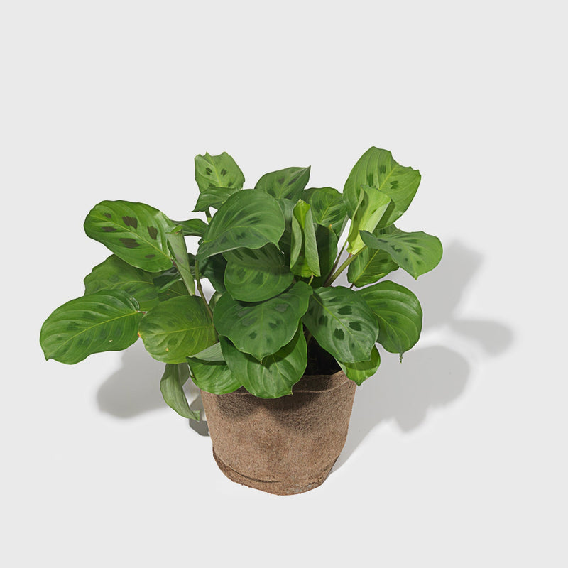 Public Goods Prayer Plant 6"