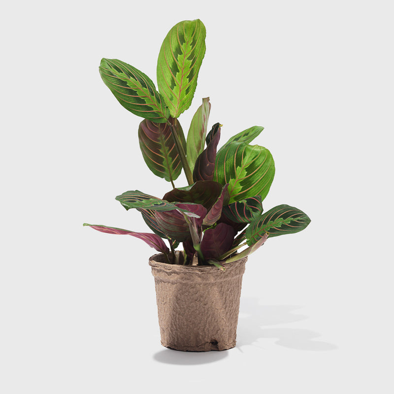 House Plant Dropship Indoor Plants Red Prayer Maranta 4"