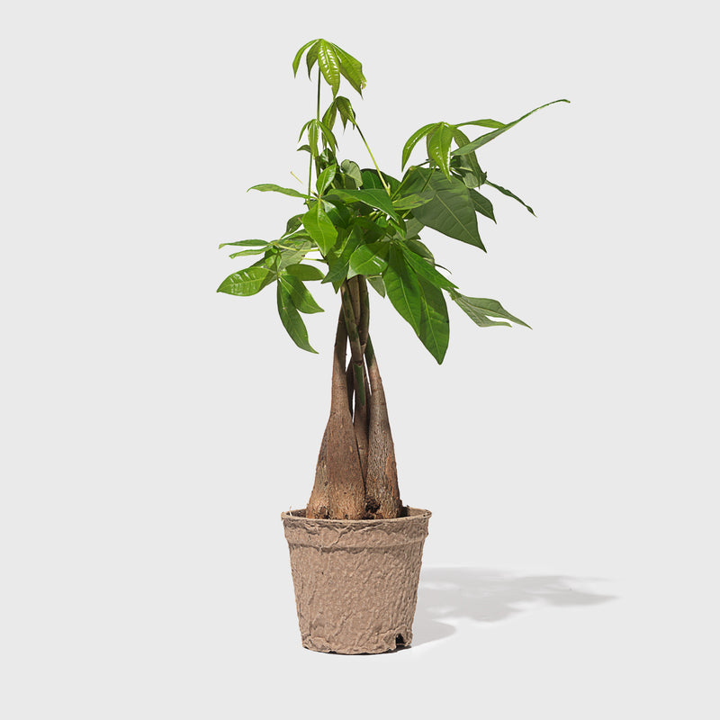 Public Goods Braided Money Tree