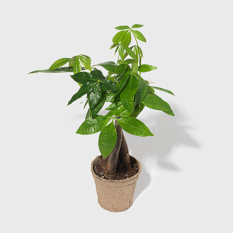 Public Goods Braided Money Tree