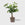 Public Goods Braided Money Tree 8