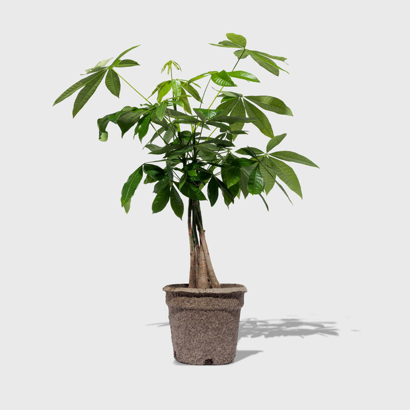 Public Goods Braided Money Tree 8"