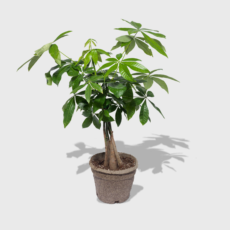 Public Goods Braided Money Tree 8"