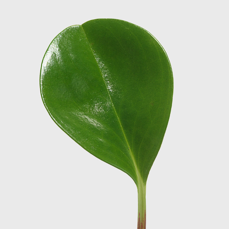 Public Goods Peperomia Thailand 4''