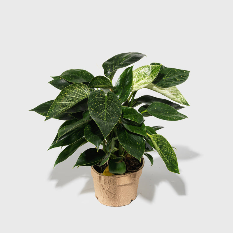 House Plant Dropship Indoor Plants Philodendron 'Birkin' 6"