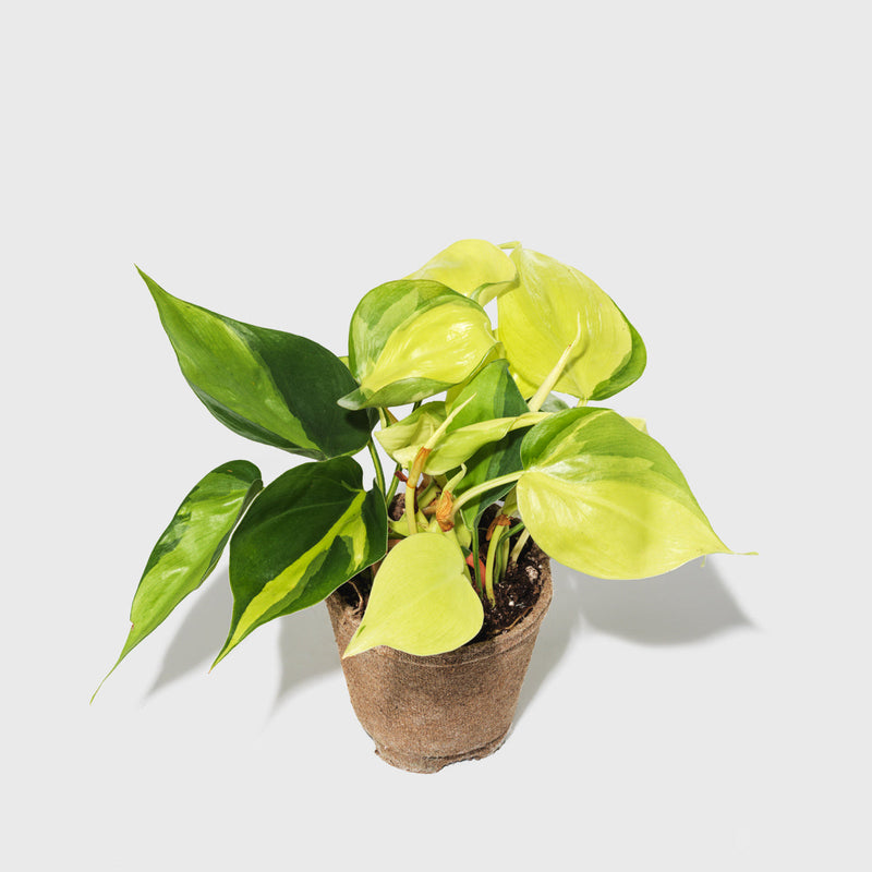 Public Goods Philodendron Hederaceum 4"