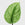 Public Goods Silver Splash Pothos 4