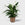 Public Goods Houseplants Peace Lily