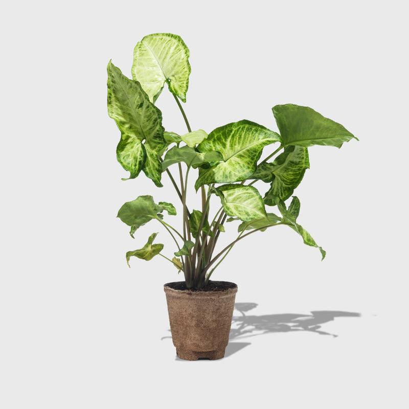 Public Goods Arrowhead Plant