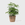 Public Goods Dwarf Umbrella Tree 6''