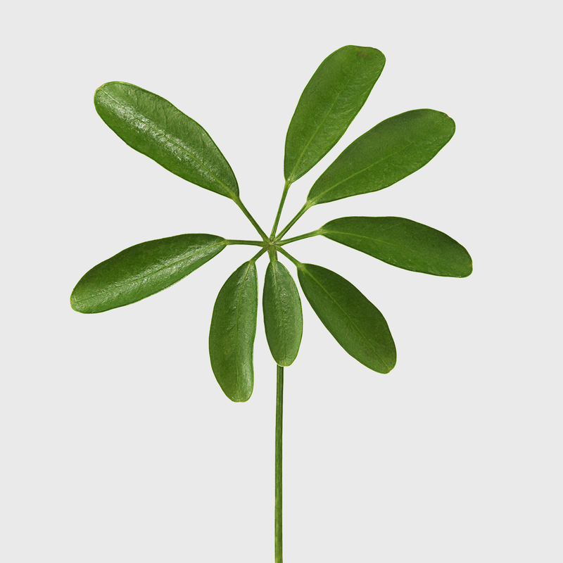 Public Goods Dwarf Umbrella Tree 6''