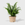 Public Goods Boston Fern | A Lush Indoor House Plant