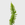 Public Goods Boston Fern | A Lush Indoor House Plant