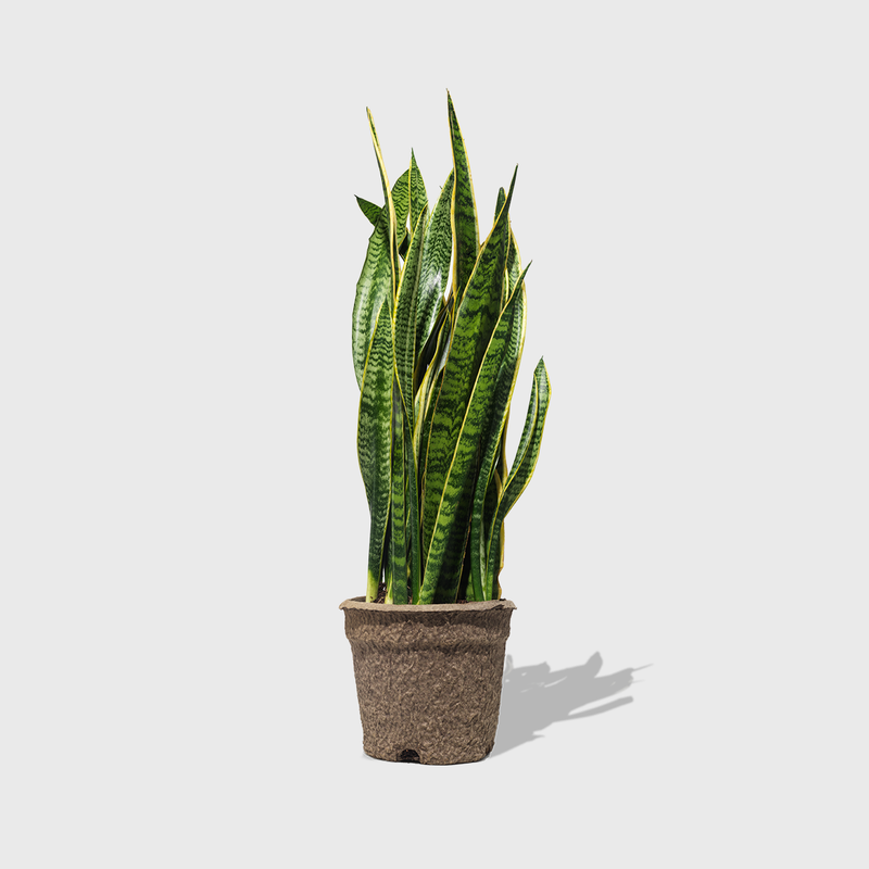 Public Goods Variegated Snake Plant 8''