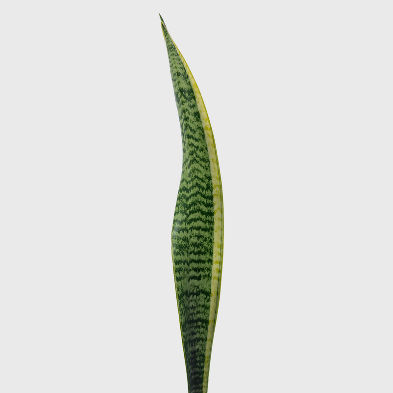 Public Goods Variegated Snake Plant 8''