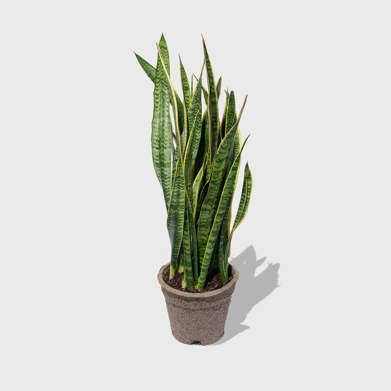 Public Goods Variegated Snake Plant 8''