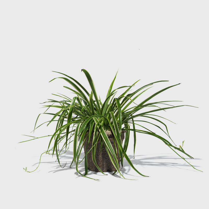 Public Goods Variegated Spider Plant 8"