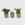 Public Goods 3 Assorted Indoor Succulents | Elephant Bush, Haworthia Zebra, & Jade Crassula